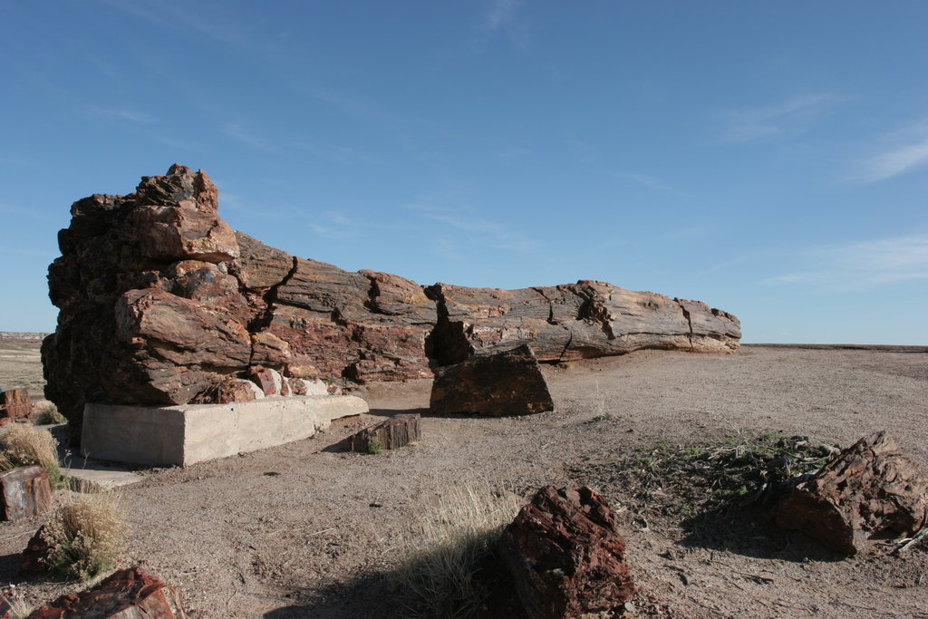 Petrified Forest   2005-03-16